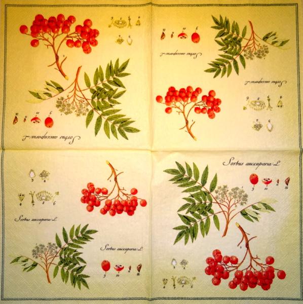057 Beeren - 3-lagig - Ihr